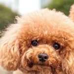 Poodle dog joadre blog
